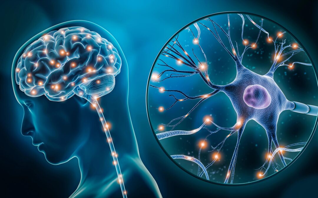 Mitochondria Health – Brain Health and Aging